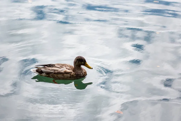 Ένα Κοντινό Πλάνο Μια Πάπια Μάλαρντ Κολυμπάει Στη Λίμνη — Φωτογραφία Αρχείου