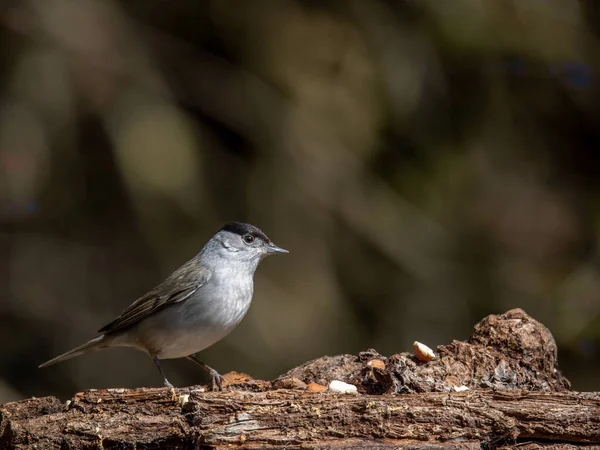 Närbild Eurasiens Svartmössa Sylvia Atricapilla Uppflugen Trä Newcastle Tyne England — Stockfoto