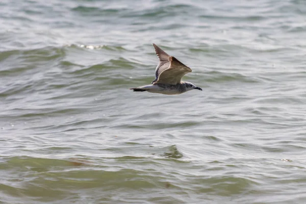 Ein Albatros Fliegt Mit Offenen Flügeln Über Das Wellige Meer — Stockfoto