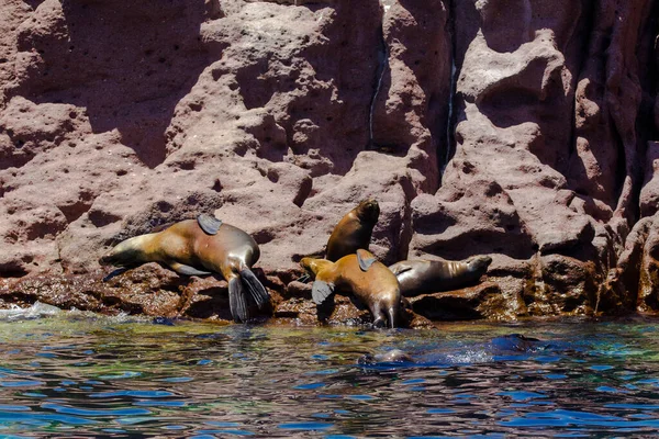 Los Lobos Marinos Duermen Isla Espiritu Santo Paz México — Foto de Stock