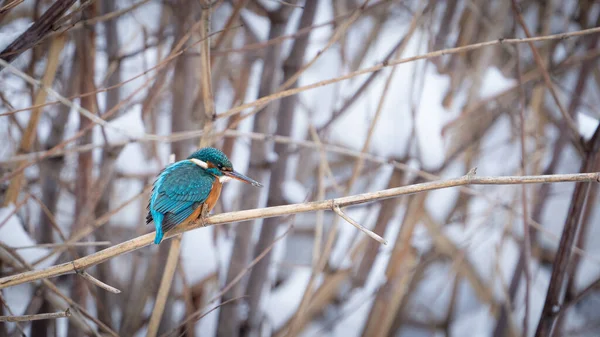Closeup Shot Kingfisher Bird Snowy Forest — Stockfoto
