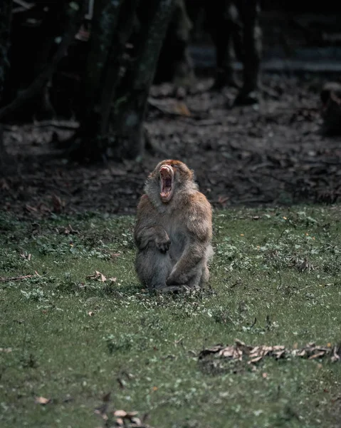 Vertical Shot Cute Monkey Yawning — Stockfoto