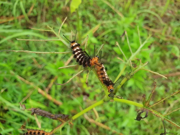 野の緑の植物を食べる枝の昆虫のマクロショット — ストック写真