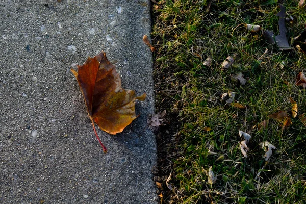 Gros Plan Une Feuille Érable Séchée Tombée Sur Sol Automne — Photo