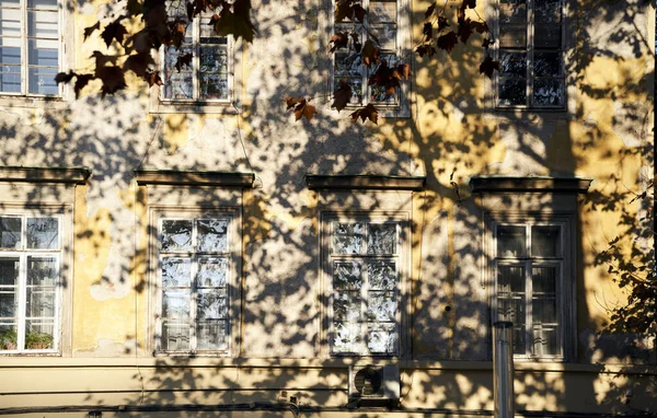 Pintoresco Plano Hermoso Árbol Creciendo Frente Edificio Residencial —  Fotos de Stock