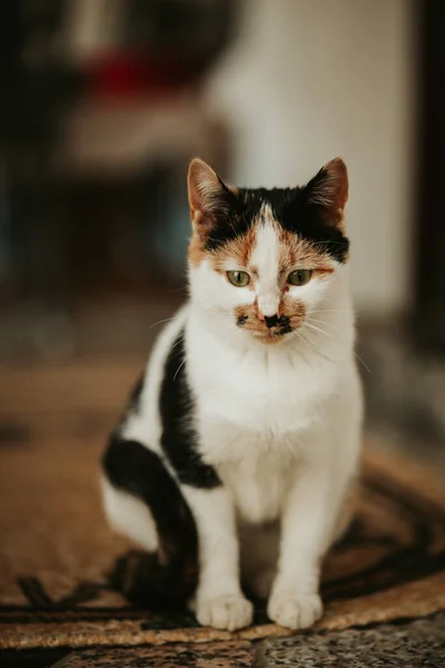 Tiro Vertical Gato Sentado Una Alfombra — Foto de Stock