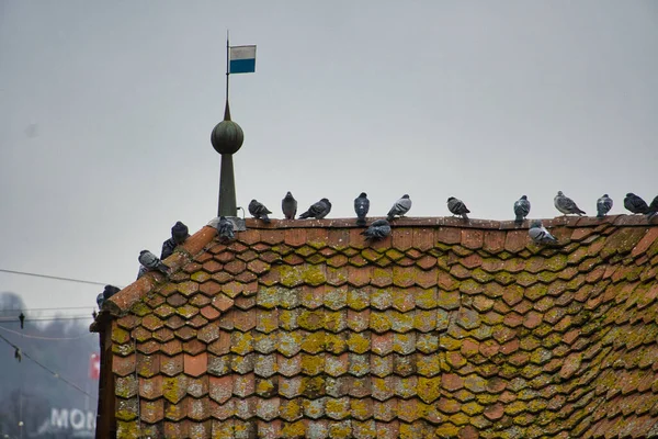 Голуби Сидящие Крыше Глиняной Черепицы — стоковое фото