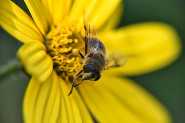 Gros Plan Bourdon Pollinisant Une Fleur Jaune Printemps — Photo