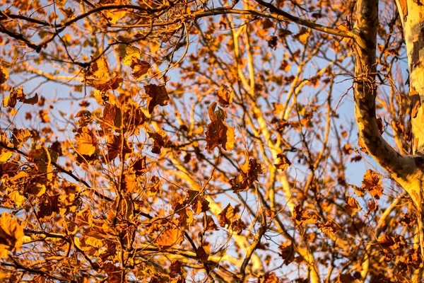 秋天公园里绿叶斑斓的树木风景 — 图库照片