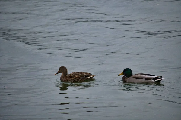 Ducks Swimming Lake Park — Stock Photo, Image