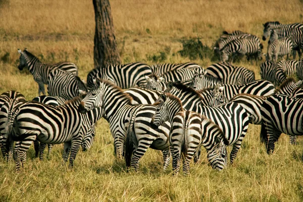 Uma Manada Zebras Campo Semi Seco Sob Luz Sol — Fotografia de Stock