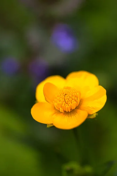 Tiro Vertical Uma Flor Buttercup Amarelo Fundo Borrado — Fotografia de Stock