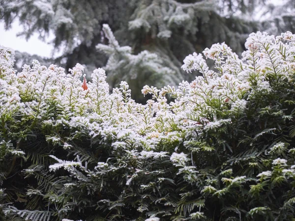 Piękny Widok Las Pokryty Śniegiem — Zdjęcie stockowe