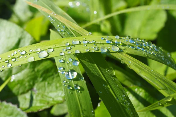 Closeup Shot Water Droplet Green Fresh Plant — 图库照片