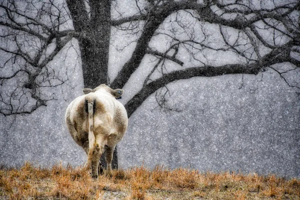 Parte Trás Uma Vaca Branca Perto Árvore Ousada — Fotografia de Stock