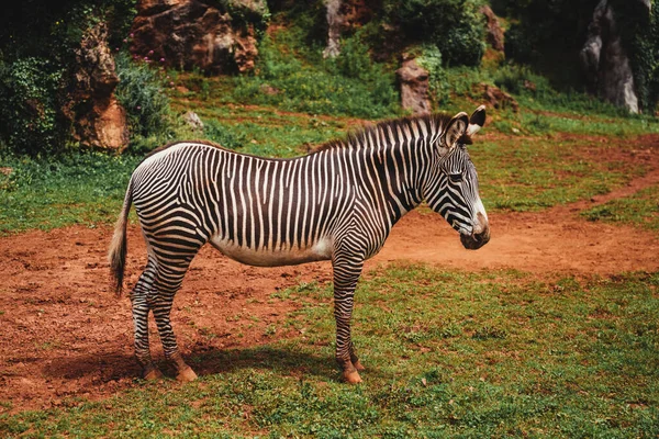 Een Betoverende Opname Van Een Zebra Een Veld Gedurende Dag — Stockfoto