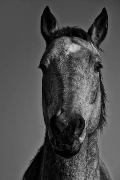 Grayscale Shot Head Horse — Stock Photo, Image