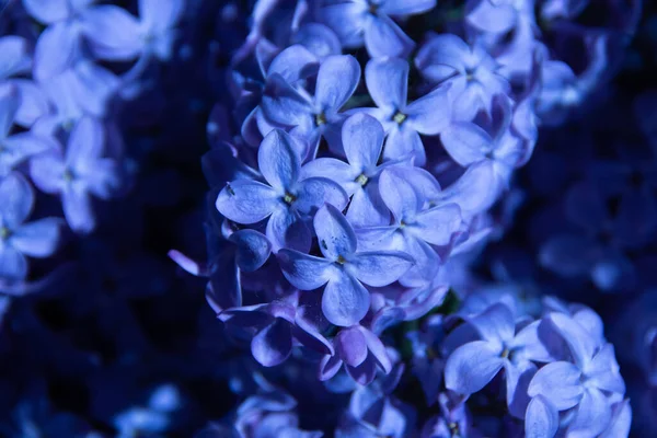 Closeup Purple Common Lilac — Stockfoto