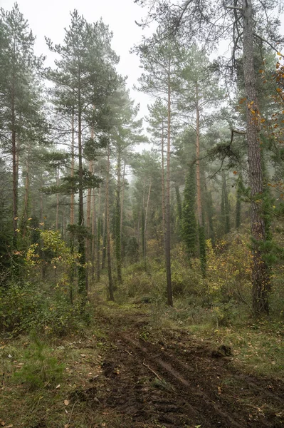 Een Prachtig Uitzicht Een Bos Met Grote Bomen Een Mistige — Stockfoto