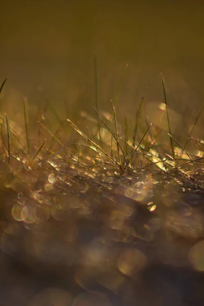 Colpo Sfocato Verticale Verde Terra Durante Una Mattinata Tranquilla — Foto Stock