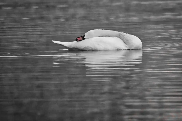 White Swan Sleeping Lake Daytime — 图库照片