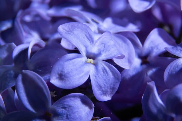 Shallow Focus Purple Common Lilac — Stockfoto