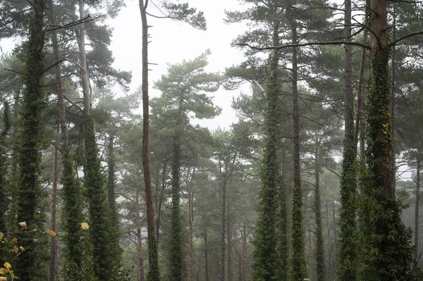 Прекрасний Вид Ліс Великими Деревами Туманний День — стокове фото