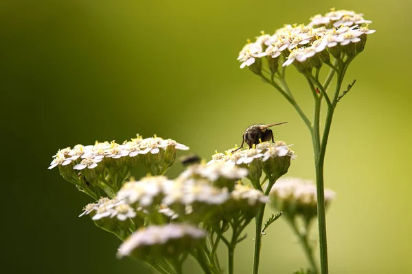 Zbliżenie Ujęcie Calliphora Vicina Mucha Usiadła Kwiat Strzały Rozmytym Tle — Zdjęcie stockowe