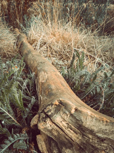 Vertical Close Shot Wooden Branch Middle Forest — Stock Photo, Image