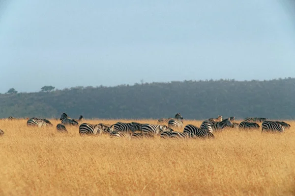 Herd Zebras Field Background Hills Dense Greenery Sunny Day — Stock Photo, Image