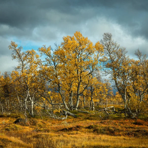 Piękne Zdjęcie Jesieni Stuggudalen Górach Sylan Norwegia — Zdjęcie stockowe