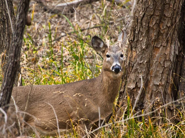 Primer Plano Joven Ernie Miller Park Nature Center Kansas — Foto de Stock