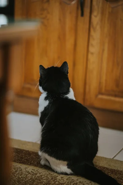 Vertical Shot Black White Cat Sitting Rug Indoors — Stockfoto
