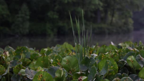 Hermoso Plano Botánico Fondo Pantalla Natural — Vídeos de Stock