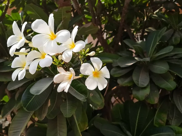 Výběrový Snímek Skupiny Plumeria Frangipani — Stock fotografie