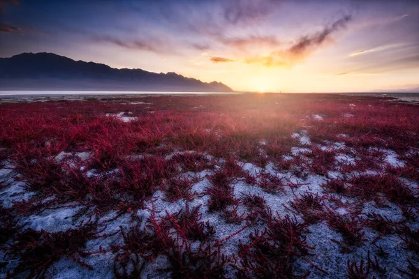 美丽的夕阳西下 冻土上的红花映衬 — 图库照片