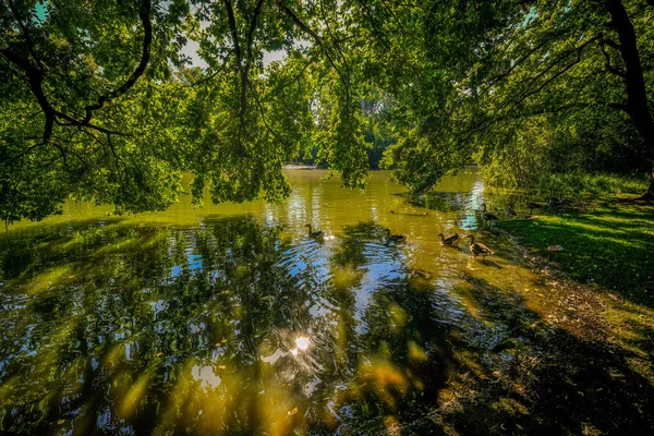 Een Kudde Prachtige Prachtige Ganzen Zwemmen Het Meer Onder Boomtakken — Stockfoto