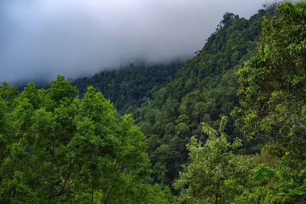 Sisli Bir Günde Tepelerde Büyüyen Yoğun Yeşillikle Büyüleyici Bir Manzara — Stok fotoğraf