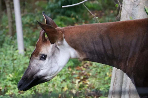 Egy Közeli Kép Egy Okapi Fejről Sacramento Állatkertben — Stock Fotó