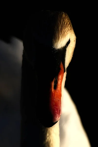一只白天鹅的头部特写镜头 — 图库照片