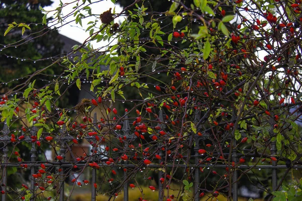 Ένας Θάμνος Τριανταφυλλιάς Που Μεγαλώνει Στον Κήπο — Φωτογραφία Αρχείου
