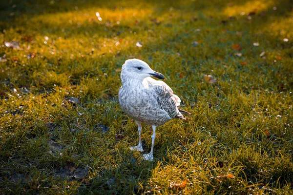 Tiro Close Uma Gaivota Uma Grama — Fotografia de Stock