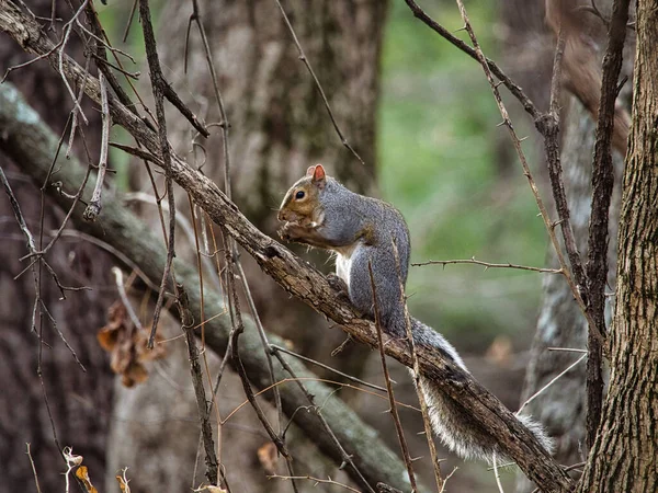 Closeup North American Gray Squirrel Tree Ernie Miller Nature Center — Stock Photo, Image