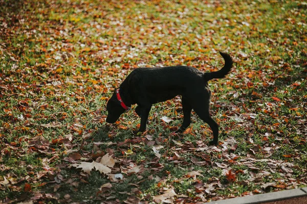 Sonbaharda Parkta Yürüyen Siyah Bir Labrador — Stok fotoğraf