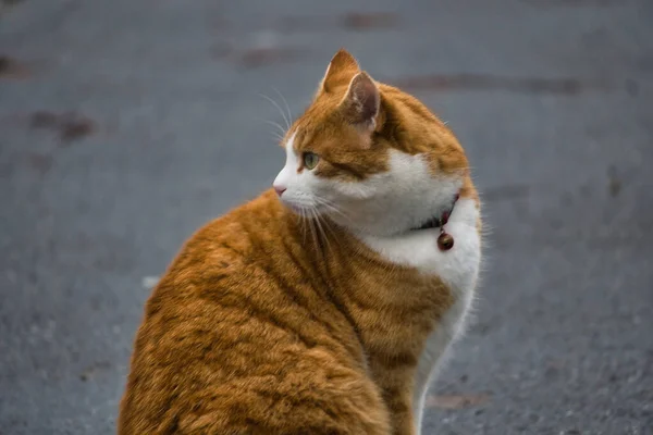 Μια Γλυκιά Χνουδωτή Κοκκινομάλλα Γάτα Κάθεται Στο Δρόμο — Φωτογραφία Αρχείου