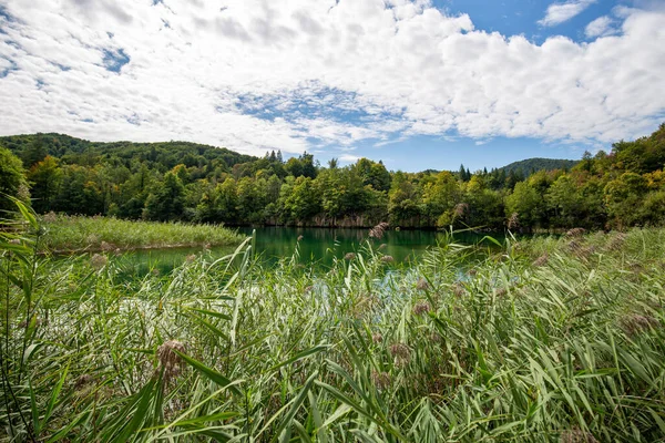 Сонячний День Національному Парку Плітвіцькі Озера Хорватія Можна Милуватися Буйною — стокове фото