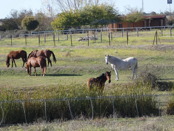 牧場の畑で放牧されている馬の群れ — ストック写真