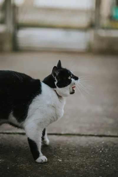 Ein Vertikaler Flacher Fokus Einer Schwarz Weißen Katze Freien — Stockfoto