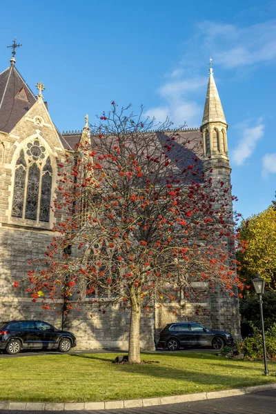 Dublín Irlanda Nov 2021 Disparo Vertical Hermoso Árbol Rojo Frente —  Fotos de Stock