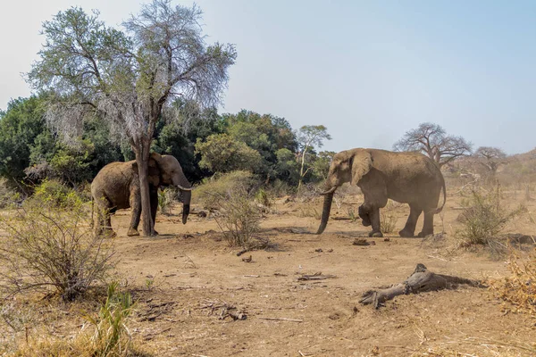 Quelques Éléphants Sur Terrain Avec Des Arbres Semi Secs Contre — Photo